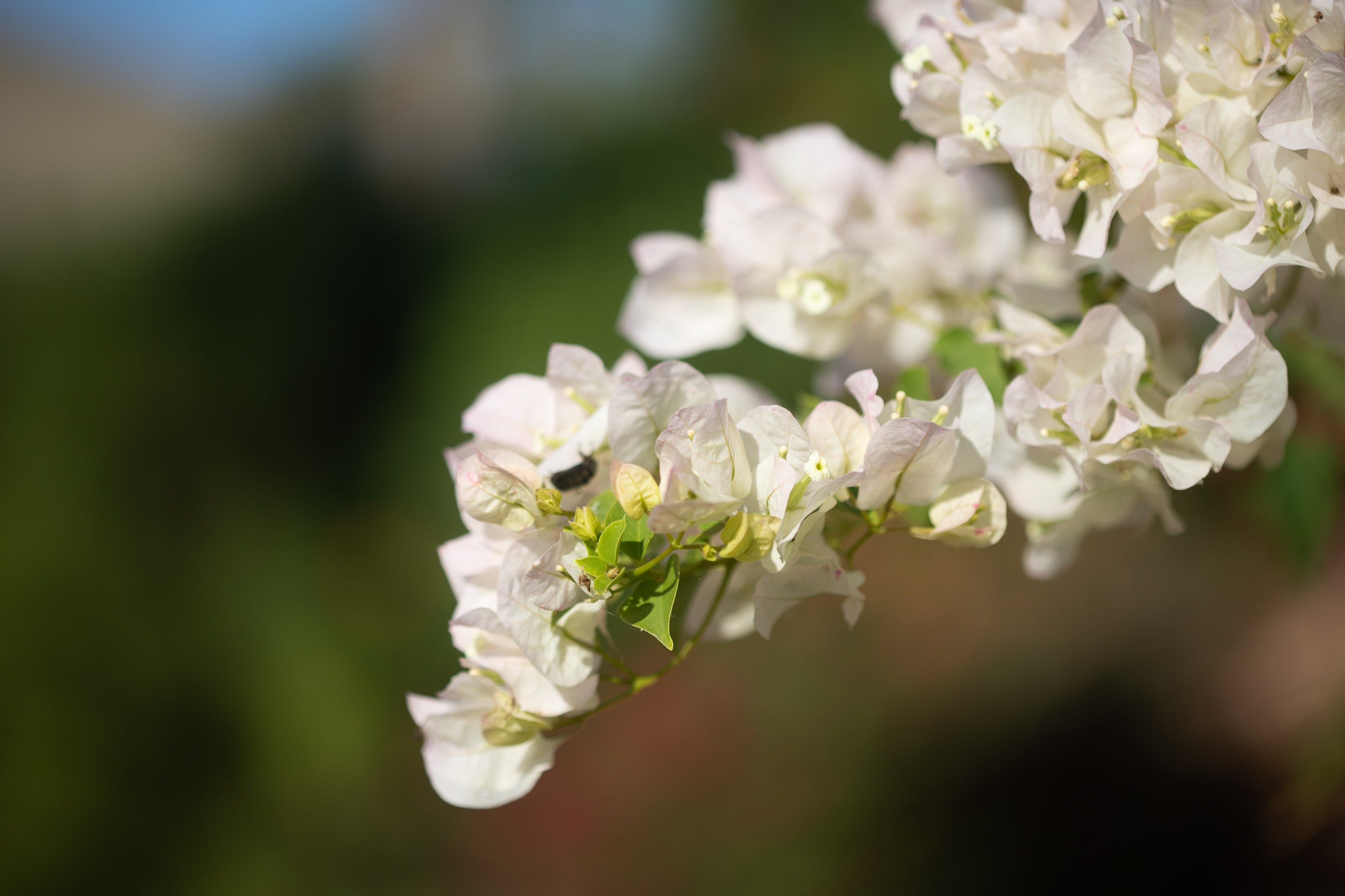 INASKA Swimwear Life 2023 Bright Green_Presse